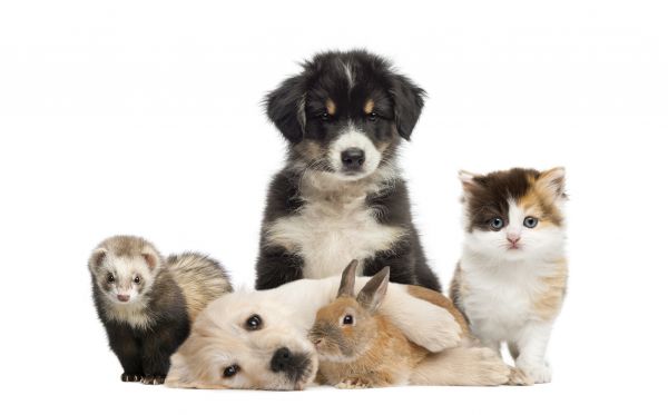 Fort Myers Pets
