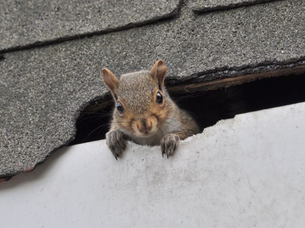 Fort Myers Wildlife Removal